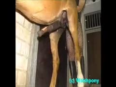 Turkish dad adores fucking a horse unfathomable in its a-hole